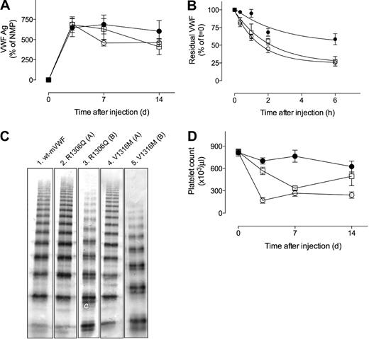 Figure 3. Antigen levels, half-life, multimeric pattern, and platelet counts of mice expressing murine VWF mutants. (A) Plasma samples were taken at 3, 7, and 14 days after injection. VWF antigen levels are expressed as the percentage of normal mouse plasma (NMP). (B) After injection with NHS–biotin, residual biotinylated VWF was determined at indicated time points. Data present the percentage of residual biotinylated VWF measured at t = 0, which was set at 100% for each mouse. Curves indicate the best fit of a single exponential decay. Data over 6 hours are shown. For calculation of half-life, data over a 24-hour period were used. (C) Multimer composition of circulating VWF proteins. (Lane 1) Wt-mVWF; (lane 2) mVWF/R11306Q with full multimer range; (lane 3) mVWF/R1306Q with loss of high multimers; (lane 4) mVWF/V1316M with full multimer range; (lane 5) mVWF/V1316M with loss of high multimers. No difference in multimeric composition was observed between samples taken at day 3 and day 7. (D) Platelet counts at days 3, 7, and 14. (A-C) ● indicates wt-mVWF; □, mVWF/R1306Q; ○, mVWF/V1316M. Data represent mean ± SE. (A,D) n = 6 for wt-mVWF and n = 5 for each mutant. (B) n = 3 for each time point. Data at day 0 (A,D) represent analysis of samples taken 4 days before hydrodynamic injection.