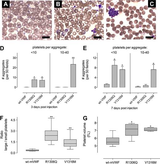 Figure 4. Analysis of blood smears. Blood smears prepared at days 3 and 7 after injection. Representative examples for wt-mVWF (single platelets with no aggregates), mVWF/R1306Q (small aggregates and reduced platelet count), and mVWF/R1316M (large aggregates and reduced platelet count) are provided (A-C, respectively). Bars indicate 10 μm. Microscopy was performed using an Axioimager-A1 microscope (Carl Zeiss) with a Plan-Apochromat 100×/1.4 oil-immersion objective (Carl Zeiss). Images were acquired with an Axiocam HRc camera (Carl Zeiss) and the Axiovision 4.5 software (Carl Zeiss). (D-E) Quantitative analysis of platelet aggregates. Per mouse, 50 microscopic fields were visually inspected for the presence of small aggregates (< 10 platelets/aggregate) or large aggregates (10-40 platelets/aggregate); n = 5, and data represent mean ± SE. (F) Ratio of the number of enlarged (> 2.5 μm) over normal (< 2.5 μm) sized platelets, which was calculated by measuring the size of each individual platelet in 20 microscopic fields from blood at day 14; n = 4 for each variant. (G) Platelet volumes at day 14 were analyzed in an automated cell counter. Data are presented in a box-and-whiskers plot (F,G). *P < .05; **P < .001; all compared with wt-mVWF.