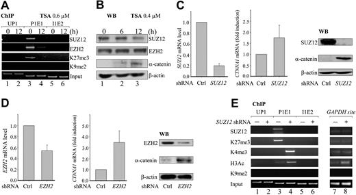 Figure 2. PRC2 suppresses CTNNA1 expression through H3K27 trimethylation. (A) HL-60 cells were treated with 0.6μM TSA for 0 and 12 hours. ChIP analyses were performed with the indicated antibodies. (B) Western blot analyses of EZH2, SUZ12, and α-catenin proteins in HL-60 cells treated with 0.4μM TSA for the indicated times. (C-D) HL-60 cells were infected with retroviral constructs generating SUZ12- and EZH2-specific shRNA. Knockdown of SUZ12 (C) and EZH2 (D), as well as levels of CTNNA1 expression, were determined by both real-time quantitative RT-PCR and Western blot analysis. (E) HL-60 cells were infected with retroviral SUZ12 shRNA, and ChIP analyses were performed with the indicated antibodies at the UP1, P1E1, and I1E2 sites, or at the promoter of the GAPDH gene. Knockdown of SUZ12 resulted in a massive reduction of the repressive H3K27me3, with concomitant increase of the activating H3K4me3 marked specifically at the P1E1 site.