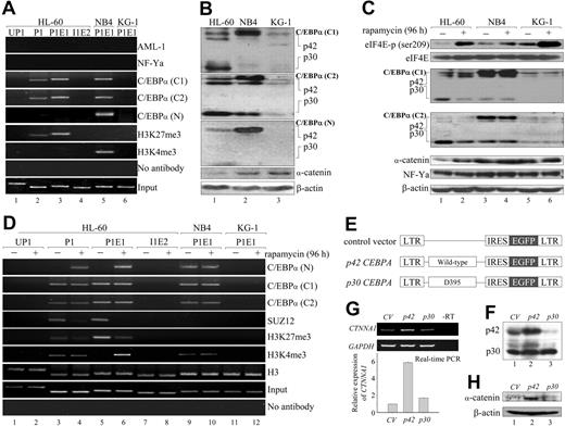 Figure 3. Involvement of C/EBPα isoforms in PRC2-mediated H3K27me3 and CTNNA1 expression from the retained allele. (A) ChIP analyses were performed with the indicated antibodies in the HL-60, NB4, and KG-1 leukemia cell lines. Note that the C/EBPα (N) antibody recognizes only the p42 wild-type full-length C/EBPα protein, whereas C/EBPα (C1) and C/EBPα (C2) recognize both p42 and p30 C/EBPα. (B) Western blot analysis of p42, p30 C/EBPα, and α-catenin proteins in HL-60, NB4, and KG-1 leukemia cells. Note that the ratio of p42/p30 is significantly reduced only in HL-60 cells. (C) HL-60, NB4, and KG-1 cells were treated with 10nM rapamycin for 96 hours followed by Western blot analyses with the indicated antibodies. (D) ChIP analyses were performed with the indicated antibodies in HL-60, NB4, and KG-1 cells treated with 10nM rapamycin for 96 hours. (E-H) Effects of p42 and p30 C/EBPα overexpression on CTNNA1 levels. Retrovirally mediated overexpression of p42 and p30 C/EBPα (E) in HL-60 cells as determined by Western blot analysis (F). The levels of CTNNA1 transcripts and α-catenin protein were determined by real-time quantitative RT-PCR (G) and Western blot analysis (H), respectively.