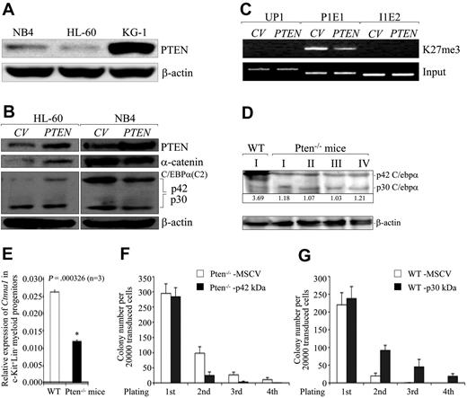 Figure 4. PTEN acts upstream to determine the p42/p30 C/EBPα ratio and CTNNA1 expression. (A) Western blot analysis of PTEN protein levels in HL-60, NB4, and KG-1 cells. (B) Effects of lentivirally mediated overexpression of PTEN on α-catenin protein levels in HL-60 and NB4 cells as determined by Western blot analysis. (C) Effects of lentivirus-mediated overexpression of PTEN on H3K27me3 modification at the P1E1 site. (D-E) Western blot and quantitative real-time RT-PCR analyses of murine C/ebpα protein and Ctnna1 transcripts in MNCs and FACS-sorted Lin−c-Kit+ myeloid progenitors from Pten−/− knockout mice,15 respectively. The Arabic numerals at the bottom of panel D denote the p42/p30 ratio. (F) FACS-sorted c-Kit+ myeloid progenitors from Pten−/− knockout mice were infected with MSCV-IRES-GFP or MSCV-p42 C/ebpα-IRES-GFP. FACS-GFP positive cells were serially plated on methylcellulose and colonies were counted (n = 3). (G) FACS-sorted c-Kit+ myeloid progenitors from wild-type mice were infected with MSCV-IRES-GFP or MSCV-p30 C/ebpα-IRES-GFP. FACS-sorted GFP+ cells were serially plated on methylcellulose and colonies were counted (n = 3).