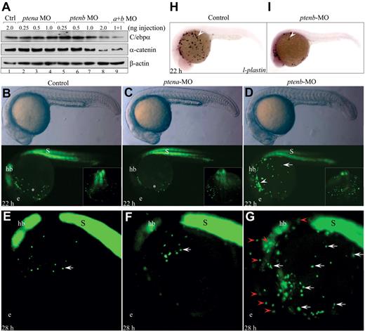Figure 5. An evolutionarily conserved function of Ptenb regulates C/ebpα and α-catenin levels and prevents myelodysplasia in zebrafish embryos. (A) Western blot analysis of C/ebpα and α-catenin proteins in embryos injected with the indicated morpholino oligonucleotides at 22 hpf. Note that the polyclonal antibody used detected only zebrafish wild-type p38-kDa C/ebpα protein. (B-D) Morphology of embryos and appearance of EGFP+ myeloid progenitors in Tg(zpu.1:EGFP) transgenic embryos injected with the indicated morpholinos at 22 hpf. hb indicates hindbrain; and s, somite. (E-G) EGFP+ myeloid progenitors in Tg(zpu.1:EGFP) transgenic embryos injected with the indicated morpholinos at 28 hpf. hb indicates hindbrain; and s, somite. All embryos are shown in lateral view with the head to the left. (H-I) Whole-mount mRNA in situ hybridization analysis of l-plastin expression in control and ptenb-deficient embryos at 22 hpf.