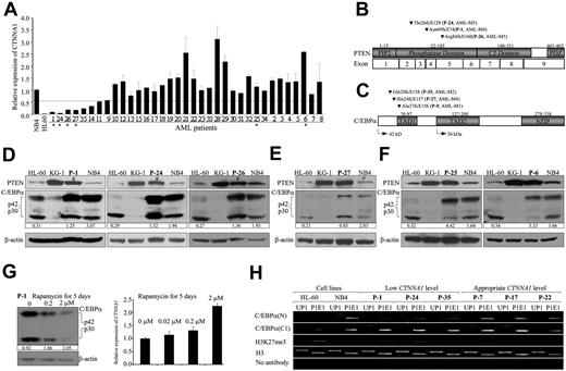 Figure 6. Frame-shift mutations are exclusively detected in primary LICs with low CTNNA1 transcripts. (A) Quantitative real-time RT-PCR analysis of CTNNA1 transcripts in FACS-sorted LICs (CD34+CD38−CD123+Lin−) from MDS or AML patients. The down-regulation of CTNNA1 transcripts was arbitrarily defined as 60% reduction (dashed line) compared with normal HSCs and the control NB4 cell line. (B-C) Summary of frame-shift mutations detected in the PTEN (B) and CEBPA (C) genes. Note that these mutations were only identified in 6 of 8 patient's LICs expressing low levels of CTNNA1 transcripts. (D) Western blot analysis with protein lysates extracted from the MNCs of patients expressing low CTNNA1 and carrying frame-shift mutations in the PTEN gene (P-1, P-24, and P-26). Note the reduction of the p42/p30 ratio in patients P-1, P-24, and P-26 who had frame-shift mutations in the PTEN gene. #Wild-type PTEN protein that is probably expressed from the normal blood cells or blasts within the heterogeneous MNC mixture. (E) Western blot analysis with protein lysates extracted from MNCs of patient expressing low CTNNA1 and carrying N-terminal frame-shift mutations in the CEBPA gene (P-27). (F) Western blot analysis with protein lysates extracted from MNCs of patients expressing appropriate levels of CTNNA1 and carrying no mutations in either PTEN or CEBPA (P-25 and P-6). (G) The MNCs derived from patient P-1 were treated with rapamycin at the indicated concentrations for 5 days. Western blot analysis showed a dose-dependent increase in the p40/p30 C/EBPα ratio (left) and a coincident up-regulation of CTNNA1 transcripts as determined by quantitative real-time RT-PCR analysis (right). The Arabic numbers at the bottom of panels D through G denote the p42/p30 ratio. (H) ChIP analyses with the indicated antibodies in primary MNCs of patients expressing low (P-1, P-24, and P-35) and appropriate CTNNA1 levels (P-7, P-17, and P-22).