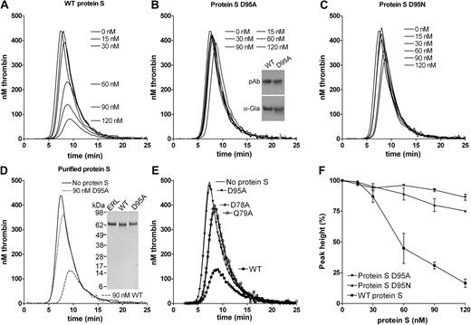 Figure 3. Effect of WT protein S, D95A, D95N, D78A, and Q79A variants on thrombin generation. Thrombin generation was measured in protein S–deficient plasma supplemented with 9nM APC, 100nM antibodies against TFPI, and 0 to 120nM WT protein S (A), protein S D95A (B), protein S D95N (C), or 90nM purified WT (dashed line) or purified protein S D95A (dotted line; D). Protein S concentrations are positioned adjacent to the peaks to which they refer. The cofactor activity of 60nM WT protein S and protein S variants D95A, D78A, and Q79A was compared at 9nM APC (E). Typical experiments are shown (n = 3). Whereas the cofactor activity of WT protein S is highly dependent on the APC concentration used (Figure 1B), that of protein S D95A is not, explaining the difference in fold activity between WT protein S and protein S D95A in Figures 2 and 3. Dose-response data from titrations with WT protein S, protein S D95A, and protein S D95N in the presence of 9nM APC are shown in panel F (data are expressed as mean ± SD of 2 independent experiments performed in duplicate). Inset in panel B shows recognition of WT protein S and protein S D95A in media by polyclonal antibodies and a monoclonal antibody recognizing only γ-carboxylated Gla domains. Inset in panel D shows the SeeBlue-prestained marker, plasma-purified protein S from Enzyme Research Laboratories Ltd (lane 1), purified recombinant WT protein S (lane 2), and purified protein S D95A (lane 3) visualized with silver staining.