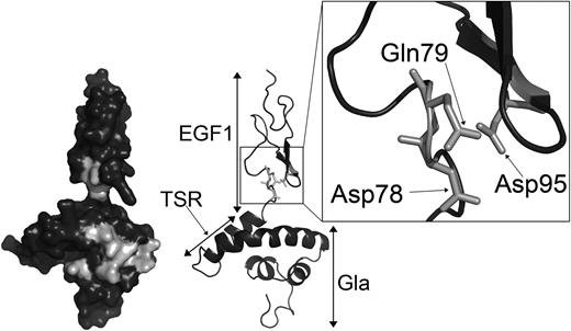 Figure 6. Location of Asp78, Gln79, and Asp95 within the protein S Gla-TSR-EGF1 model. Domains are labeled on the right side of the model. Residues mutated in the GLA2 variant, Asp78, Gln79, and Asp95, are in light gray on the left side surface model. Residues Asp78, Gln79, and Asp95 are highlighted by the box to show their proximal spatial location. The model is taken from Villoutreix et al.35