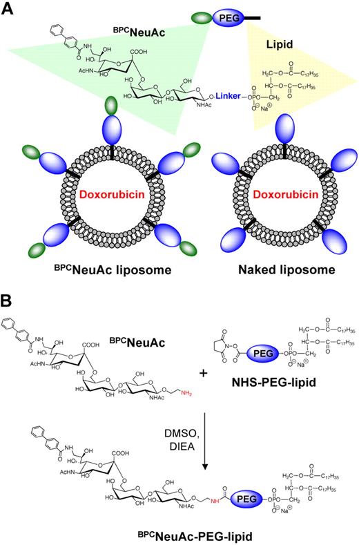 Figure 1. Liposomal nanoparticles displaying glycan ligands of CD22 for targeting and killing B-cell lymphoma. (A) Schematic illustration of a chemotherapeutic-loaded liposomal formulation comprising BPCNeuAc lipids for active targeting to CD22. (B) Synthesis of BPCNeuAc-pegylated lipids.