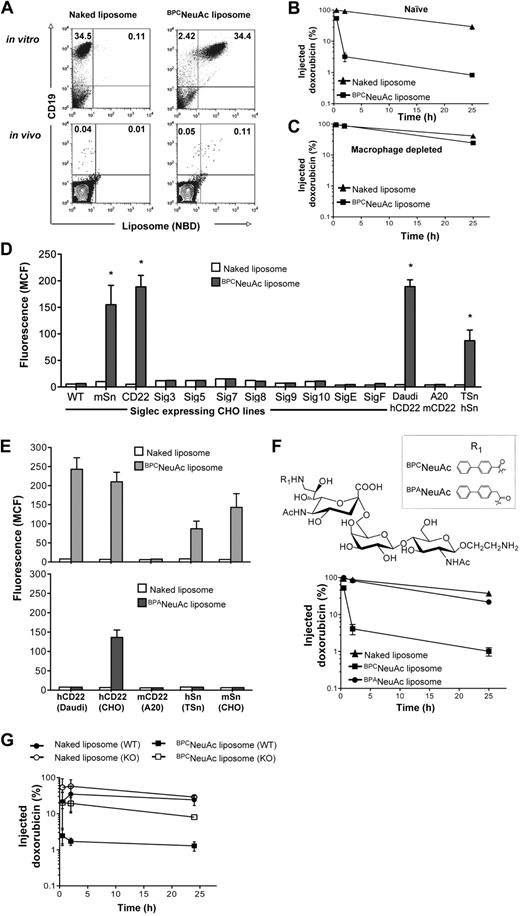 Figure 3. Pharmacokinetics and siglec specificity of BPCNeuAc liposomes. (A) BPCNeuAc liposomes selectively bind to Daudi cells in mouse blood. In vitro (top panels): Daudi cells were spiked into an aliquot of mouse whole blood followed by addition of fluorescent naked or BPCNeuAc liposomes. Cells were stained with anti–human CD19 to distinguish Daudi cells from other cells in the mouse blood. In vivo (bottom panels): after intravenous injection of Daudi cells, mice were injected with fluorescent naked or BPCNeuAc liposomes. After 2 hours, a blood sample was drawn and the binding of liposomes to Daudi cells was analyzed by FACS. The numbers in the quadrants represent percentages of CD19 Daudi cells that bound or did not bind to liposomes. Shown are data from 1 of 3 independent experiments. (B-C) Dox-loaded liposomes were injected intravenously to the tumor-free SCID mice (3 mice per group) without or with pretreatment of clodronate to deplete tissue macrophages. A sample of blood was withdrawn at 0.5, 2, and 25 hours after liposome injections. The plasma concentration of dox was measured, and data are presented as percentage remaining of the initial injected drug plus or minus SD. (D) FACS analysis for binding of naked or BPCNeuAc liposomes to siglec-expressing CHO lines and Daudi, A20, and TSn cell lines that express hCD22, mCD22 and hSn, respectively. Binding is shown as MCF plus or minus SD (n = 3). Binding degree of BPCNeuAc liposomes to CHO-mSn, CHO-hCD22, Daudi, and TSn cell lines was significant in comparison to the same cell line that was treated with the naked liposomes (*P < .01). (E) Comparison of BPCNeuAc or BPANeuAc liposomes in binding to cell lines expressing hCD22, mCD22, hSn, and mSn. Binding of liposomes is expressed as MCF plus or minus SD (n = 3). (F) Top panel shows that the structures of the trisaccharide ligands designed to be specific for human CD22 are based on the parent compound NeuAcα2-6Galβ1-4GlcNAc, varying the biphenyl substituent at C-9 (R1). Bottom panel shows that BPANeuAc liposomes exhibit a long circulation time in vivo. A sample of blood was withdrawn from mice (n = 3) that received dox-loaded naked, BPCNeuAc, or BPANeuAc liposomes at 0.5, 2, and 25 hours after liposome injections. The plasma concentration of dox was detected using a fluorometer. Data are presented as percentage remaining of the initial dose ± SD. (G) Pharmacokinetics analysis for naked and BPCNeuAc liposomes in wild-type C57BL/6 and Sn knockout mice. Data are presented as percentage remaining of the initial dose ± SD (n = 3).