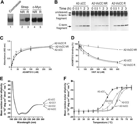 Figure 1. Comparative analysis of VWF A2-ΔCC and A2-VicCC. (A) Purified VWF A2-VicCC was detected on a Coomassie-stained SDS-PAGE gel (lane 1). VWF A2-ΔCC was incubated with maleimide-PEG2-biotin (MBP) without (NR, lane 2), and with prior reduction by incubation with tris(2-carboxyethyl)phosphine (TCEP) agarose beads (lane 3, R). Afterward, reactions were quenched with reduced L-glutathione. Biotin-labeled sulfhydryl groups were detected on Western blot using peroxidase-labeled streptavidin. The same samples were also detected on Western blot using c-myc monoclonal antibody to control for equal loading (lanes 4 and 5). (B) Recombinant ADAMTS13 (2nM) was preincubated with 5mM CaCl2 for 1 hour at 37°C. Then, 2μM VWF A2-ΔCC or A2-VicCC (NR) variant and 1.5M urea were added and samples were taken at the indicated time points (0-3 hours). Reactions were stopped by the addition of 10mM ethylenediaminetetraacetic acid. We simultaneously also performed this assay using A2-VicCC that was reduced with 10mM DTT, then carboxymethylated with 20mM iodoacetic acid, and afterward quenched with 40mM DTT and extensively dialyzed before use in the activity assay (A2-VicCC R). Samples were separated on SDS-PAGE and visualized by silver staining. On proteolysis by ADAMTS13, the N- and C-terminal cleavage fragments became apparent. The experiment was performed 3 times; a representative result is shown. (C) Binding of serial dilutions of purified ADAMTS13 to 50nM immobilized VWF A2-ΔCC, A2-VicCC (NR) and reduced and carboxymethylated VWF A2-VicCC (R). The assay was performed in the presence of 10mM ethylenediaminetetraacetic acid to prevent proteolysis. Bound ADAMTS13 was detected using biotinylated anti–TSR2-4 polyclonal antibodies, followed by streptavidin-peroxidase. Binding curves were generated using GraphPad Prism software, fitting the data to the one-binding site equation. (D) Purified ADAMTS13 (30nM) was preincubated for 1 hour with 0 to 600nM soluble A2-ΔCC, A2-VicCC (NR), and reduced and carboxymethylated A2-VicCC (R). After preincubation, the mixture was added to wells with 50nM immobilized VWF A2-ΔCC, and ADAMTS13 was allowed to bind for 1 hour in the presence of the soluble VWF A2 variants. Bound ADAMTS13 was then detected as in panel C. Curves were fitted to a one-site competition model using GraphPad Prism software. (E) CD spectra of VWF A2-ΔCC, A2-VicCC, A2-CC1, and A2-CC2 at 20°C. Measurements were taken over 190 to 260 nm, at a 0.5-nm interval, bandwidth 1 nm, 1 second per data point. Data were converted to mean residue molar ellipticity, and averages of 6 to 12 measurements are shown. (F) Change in mean residue molar ellipticity on increase of temperature at 5°C intervals from 20°C to 80°C, as determined at 222 nm. Averages of 5 measurements are shown. Curves were plotted using GraphPad Prism software.