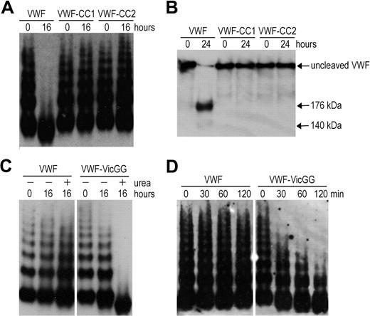 Figure 2. Proteolysis of full-length VWF variants by ADAMTS13. (A) VWF, VWF-CC1, and VWF-CC2 with introduced disulfide bonds were predenatured in the presence of 2.5M urea for 1 hour at 37°C to induce unfolding. ADAMTS13 was preincubated with 5mM CaCl2. After preincubation, both mixtures were combined and contained 0.5 μg/mL VWF and 20nM ADAMTS13. After 0 and 16 hours of incubation at 37°C, samples were taken and reactions stopped by the addition of ethylenediaminetetraacetic acid. Samples were separated at 1.4% SDS-agarose gel and VWF multimers were detected using polyclonal anti-VWF antibody. (B) Same as in panel A, but samples were incubated for 0 to 24 hours, reduced with 5% β-mercaptoethanol for 30 minutes at 60°C, and separated on 3% to 8% acetate gel. (C) Proteolysis of VWF and VWF in which the vicinal cysteines C1669 and C1670 were changed to glycine (VWF-VicGG). Same as in panel A, but coincubation with 2nM ADAMTS13 for 0 to 16 hours in the absence (−) or presence (+) of 1.5M urea. (D) Same as in panel A, but using shorter incubation of 0 to 120 minutes in the presence of 2nM ADAMTS13 and 1.5M urea.
