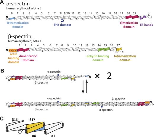 Figure 1. Schematic of human erythrocyte spectrin. (A) Both the α (top) and β (bottom) isoforms of erythroid spectrin are composed of many tandem 3-helix bundle motifs (each helix is depicted as a cylinder). In the case of α-spectrin, 20 full repeats and 1 partial repeat at the N-terminus (light blue) make up the majority of the molecule. For historical reasons, the SH3 domain, located between the B and C helix of repeat α9, is assigned as the α10 motif. Similarly, β-spectrin possesses 16 full repeats and 1 partial repeat at the C-terminus (yellow). Selected regions of each spectrin isoform with a particular structure or function are colored. (B) Spectrin assembly in red cells begins with dimerization of α and β chains that is nucleated by specialized dimerization repeats (red). Subsequent tetramer formation occurs through head-to-head interaction of the tetramerization domains. (C) An enlarged schematic of the molecular components presented in this study that includes α-spectrin repeats 0-1 and β-spectrin repeats 16-17.