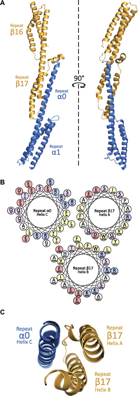 Figure 2. Structural features of the assembled tetramerization site. (A) Crystallographic structure determination of the assembled tetramerization site showed a complex akin to many 3-repeat spectrin structures. As can be shown from the ribbon diagram (α-helices are depicted as coils), the interaction surface is between α-spectrin (blue) partial repeat 0 and β-spectrin (yellow) partial repeat 17. (B) The helical wheel diagram of the interacting helices shows a clustering of hydrophobic residues (yellow) at the core of the 3-helix bundle. Each helical wheel depicts the radial positions of side chains upon projection down the helical axis. The helices are roughly positioned according to their placement in the structure. Residues are labeled according to single-letter code with each being color coded on the basis of properties of the side chains (positively-charged = blue, negatively charged = pink, polar = purple, hydrophobic = yellow, other = white/beige). (C) A cut-away view of the ribbon diagram near the core of the interacting surface; the orientation of the helices is similar to that in panel B.