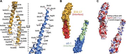 Figure 3. Interactions along the spectrin tetramerization domain interface are extensive. (A) The interacting surfaces of the tetramerization domain span nearly the entire composite spectrin repeat (α-spectrin shown in blue, β-spectrin shown in yellow). The interface of the complex is opened to the reader such that the interacting surface on each molecule is viewable. Specific side chains that make contact in the crystal structure are shown as sticks and labeled. (B) The molecular surfaces of α0-1 (blue, surface that interacts with β16-17 in green) and β16-17 (yellow, surface that interacts with α0-1 in red) indicate the extent of binding along these 2 molecules. (C) The electrostatic surfaces of α0 and β17 show some charge complementarity, the electrostatic map was contoured at 15 ± kBT/e. Views in panels B and C are similar to those in panel A, with both of the interacting surfaces turned to face the reader.