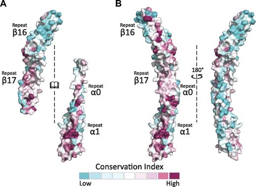 Figure 5. The spectrin tetramerization domains show multiple, highly conserved surfaces. (A) The interacting surfaces of α0-1 and β16-17 show regions of relatively high conservation. This is especially notable in comparing repeat β16 (mostly blue) to the partial repeat β17 (mostly red). As in previous figures, the interacting surfaces of both molecules are opened to face the reader. (B) Conservation analysis of the assembled tetramerization domain displays one surface with markedly greater conservation than the other, which may present a biologically relevant interaction surface. The conservation maps presented were generated using sequences and alignments derived by the Consurf database.28 An additional analysis with manually selected and aligned sequences yielded similar findings.