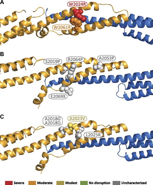 Figure 7. Locations of β17 domain HE/HPP mutations in the tetramer complex. Mutations that have been associated with HE or HPP are indicated as space-filling spheres on the ribbon diagram. Where known, the relationship to reported binding affinities51 are color coded by the use of binding affinity categories similar to those used in Gaetani et al17: red = severe (marginal or no detected binding); orange = moderate (∼ 100-fold weaker than wild type); yellow = modest (∼ 10-fold weaker than wild type); green = no effect (wild-type binding); gray = not characterized. (A) Mutations that disrupt the local structure of the β17 domain. (B) Mutations predicted to disrupt the local structure of the β17 domain. (C) Mutations predicted to disrupt association of the β17 domain with the α0 domain.