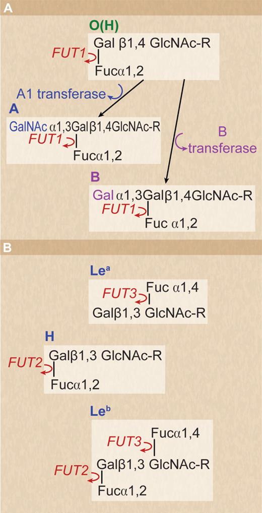Figure 1. Structure of ABO, H, and Lewis antigens. (A) Structure of ABO and H antigens on human red cells. H antigen formed by the action of FUT1 on oligosaccharide precursor chains in which the terminal D-galactose residue is linked to carbon 4 of the penultimate N-acetyl D-glucosamine residue (type II chain). (B) Structure of Le blood group antigens in bodily secretions. Secretor gene (FUT2) regulates the production of H antigen, which can be converted to A or B antigen if the corresponding active ABO glycosyltransferase is present. The ABH, Leb-active structures are formed on oligosaccharide precursor chains in which the terminal D-galactose residue is linked to carbon 3 of the penultimate N-acetyl D-glucosamine residue (type I chain) If FUT 2 is deficient the Lea active structure predominates.