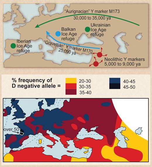 Figure 2. Paleolithic settlers from the last glacial maximum may be the source of the high frequency of D− allele in Europeans. (Top) European location of Paleolithic refuges at the time of the last glacial maximum. Note migration of population containing marker M173 (from Gibbons58; reprinted with permission from American Association for the Advancement of Science). (Bottom) Distribution of the D− allele in Europe (from Mourant et al52; reprinted by permission of Oxford University Press).