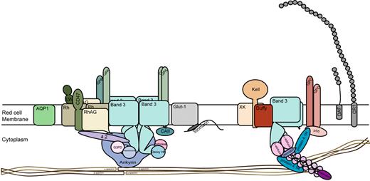 Figure 3. Structure of the human red cell membrane showing the major surface proteins and minor proteins Fy and CR1. Two major membrane complexes linked to the underlying red cell skeleton are depicted. The Band 3 complex containing glycophorins A (GPA) and B (GPB) and Rh proteins, Rh-associated protein (RhAG), CD47, LW glycoprotein (intercellular adhesion molecule–4), and the junctional complex comprising glycophorins C and D (GPC, GPD), Kell glycoprotein, XK glycoprotein, and Duffy (Fy) glycoprotein. Aquaporin 1 (AQP1), the glucose transporter (GLUT1), decay accelerating factor (DAF, CD55), and complement receptor 1 (CR1) are also shown. ABH active oligosaccharides known to be present on all major surface proteins except Rh proteins are not depicted.