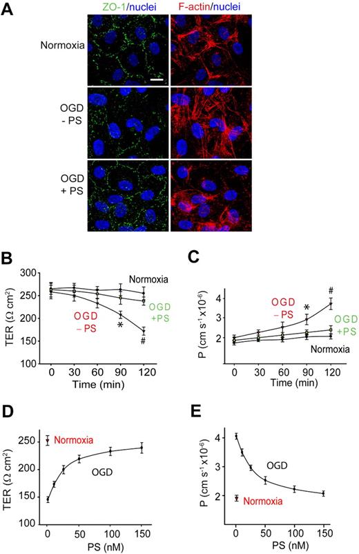 Figure 1. Protein S protects the endothelial barrier integrity from OGD in an in vitro monolayer model of the human BBB. (A) Confocal scanning microscopy analysis of human endothelial monolayers 2 hours after normoxia or OGD with and without PS (100nM). ZO-1: green; F-actin: red; and nuclei; blue. Scale bar represents 10 μm. (B-C) Transmonolayer electrical resistance (TER) (B) and permeability coefficient (P) to FITC-dextran (C) in BBB monolayers during 2 hours of normoxia or OGD with and without PS (100nM). *P < .05, OGD − PS versus normoxia; #P < .01, OGD − PS versus OGD + PS. (D-E) PS dose-dependently enhances TER (D) and permeability to FITC-dextran in BBB monolayers 2 hours after OGD. Mean ± SEM, from 3 to 6 independent cultures.