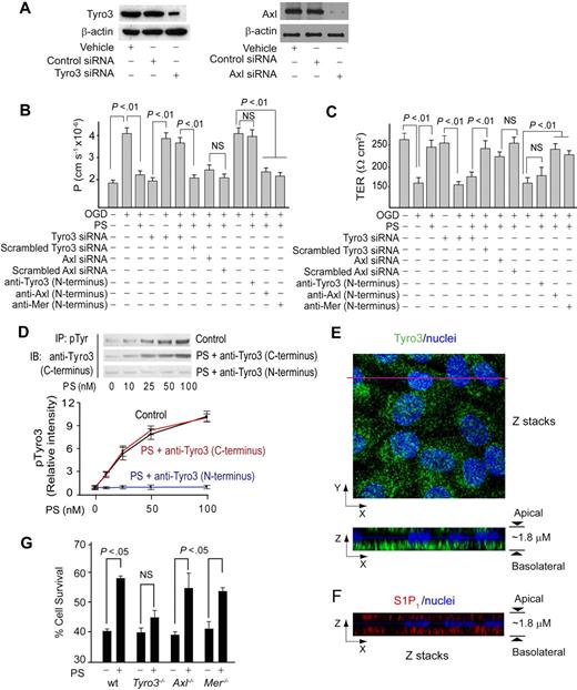 Figure 2. Protein S protects the endothelial barrier integrity in OGD-treated human BBB monolayers and mouse brain endothelial cells via Tyro3. (A) Tyro3 and Axl immunoblotting in human endothelial monolayers transfected with Tyro3 or Axl siRNAs. (B-C) Permeability (P) to FITC-dextran (B) and transmonolayer electrical resistance (TER; C) in human BBB monolayers transfected with Tyro3 or Axl siRNAs or incubated with Tyro3, Axl, and Mer N-terminus–specific blocking antibodies 2 hours after OGD with and without human PS (100nM). (D) Human PS dose-dependently phosphorylates Tyro3 in human BBB monolayers 15 minutes after OGD. IP indicates immunoprecipitation of phosphotyrosine proteins; IB, immunoblotting of Tyro3. Cells were treated with PS and anti-Tyro3 (C-terminus) or anti-Tyro3 (N-terminus) antibody. P < .05 versus vehicle. (E) Confocal microscopy analysis of Tyro3 distribution in a human BBB monolayer. Top (x-y axis): an image of compressed Z-stacks. Tyro3, green; nuclei, blue. Bottom (x-z axis): Z-stacks image of Tyro3 (green) at the apical and basolateral side. (F) Confocal microscopy analysis of S1P1 distribution in a human BBB monolayer. Z-stacks image (x-z axis) of S1P1 (red) at the apical and basolateral side. (G) Survival of subconfluent mouse brain endothelial cells derived from Tyro3, Axl, and Mer mutants and littermate controls 24 hours after OGD with and without mouse PS (50nM). wt indicates wild-type mice. Mean ± SEM, from 3-6 independent cultures.