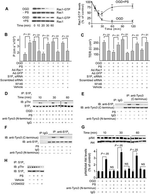 Figure 3. Protein S mediates Rac1-dependent barrier protection and activates S1P1 after Tyro3 ligation in OGD-treated human BBB monolayers. (A) Time course of Rac1 activation (Rac1-GTP) in human BBB monolayers in vitro after OGD (0-60 minutes) with and without PS (100nM). Graph: relative abundance of Rac1-GTP signal intensity normalized by Rac1 (0-120 minutes). P < .01, OGD + PS versus OGD − PS. (B-C) Permeability to FITC-dextran (B) and TER (C) in BBB monolayers 2 hours after OGD and treatment with PS (100nM) after transduction with Ad.Rac1 and Ad.GFP, transfection with S1P1 siRNA and control siRNA, and incubation with S1P1-specific antagonist W146 (50nM). (D) Immunoprecipitation (IP) of S1P1 with anti-S1P1 antibody followed by immunoblotting (IB) with antiphosphothreonine antibody (pThr) in BBB monolayers 10 to 60 minutes after OGD and treatment with PS with and without anti-Tyro3 (N-terminus) antibody or nonimmune IgG. (E) IP of S1P1 with anti-Tyro3 (C-terminus) and control nonimmune IgG in BBB monolayers 10 minutes after OGD and treatment with PS (100nM) with and without control antibody or anti-Tyro3 (N-terminus) ligand-binding domain–blocking antibody. (F) IP of Tyro3 with anti-S1P1 antibody and control nonimmune IgG in BBB monolayers 10 minutes after OGD and PS (100nM) treatment with and without control antibody or anti-Tyro3 (N-terminus) blocking antibody. (G) Akt phosphorylation (pAkt, Ser473) in BBB monolayers 10 to 60 minutes after OGD with or without PS and with and without Tyro3 (N-terminus) blocking antibody. Graph: relative abundance of pAkt signal intensity normalized by total Akt. (H) IP of S1P1 with anti-S1P1 antibody followed by IB with antiphosphothreonine or anti-S1P1 antibodies in BBB monolayers pretreated for 1 hour with vehicle or LY294002 (10μM) followed by OGD and PS treatment for 10 minutes. In all studies, human PS was used at 100nM. Mean ± SEM, from 3 to 6 independent cultures.
