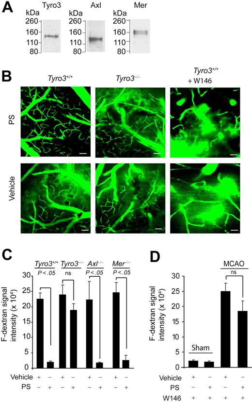 Figure 4. PS prevents postischemic BBB leakage in vivo via Tyro3 and S1P1. (A) Immunoblotting of Tyro3, Axl, and Mer in mouse brain microvessels. (B) Two-photon in vivo imaging of fluorescein-conjugated dextran (F-dextran; MW = 70 000 kDa) leakage from cortical cerebral microvessels (layer II) in Tyro3+/+ wild-type mice (left), Tyro3−/− mice (middle), and Tyro3+/+ mice pretreated with W146 (right) after 1-hour transient middle cerebral artery occlusion (MCAO) and 8-hour reperfusion. Murine PS (0.2 mg/kg) or saline was administered via the femoral vein 10 minutes after the MCAO. W146 was administered intraperitoneally 10 minutes before the MCAO. Bar (left and middle panels) represents 50 μm. Bar (right panels) represents 25 μm. (C-D) Quantification of F-dextran extravascular signal intensity (leakage) in brain parenchyma after 1-hour MCAO and 8-hour reperfusion in Tyro3+/+, Tyro3−/−, Axl−/−, and Mer−/− mice treated with vehicle or PS (C) and Tyro3+/+ mice pretreated with W146 and treated with vehicle or PS (D). Sham-operated controls (mice that were not subjected to stroke) receiving W146 are also shown in panel D. PS, saline, and W146 were administered as in panel B. Mean ± SEM; n = 6 mice per group.