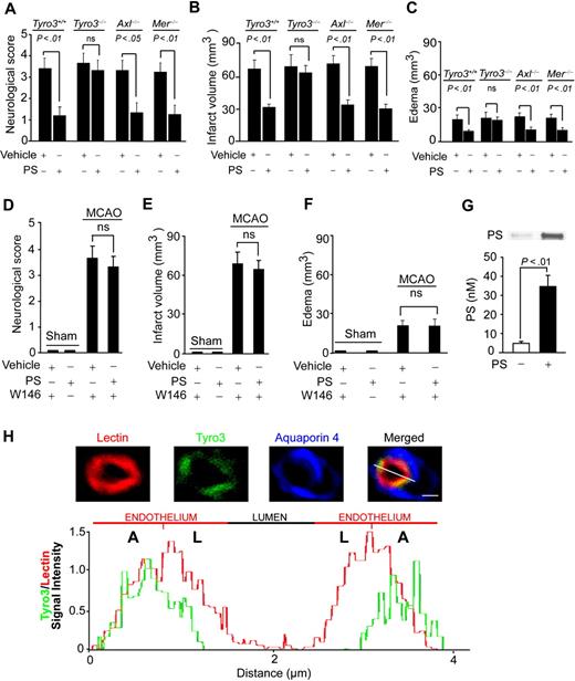 Figure 5. Effects of protein S on neurologic and neuropathologic outcome in Tyro3, Axl, and Mer mutants after transient MCAO. Motor neurologic score, infarct volume, and edema volume (swelling) in Tyro3+/+ and Tyro3−/−, Axl−/−, and Mer−/− mice treated with vehicle or PS and subjected to 1-hour MCAO and 23-hour reperfusion (A-C), and in Tyro3+/+ mice pretreated with W146 and sham-operated or subjected to 1-hour MCAO and 23-hour reperfusion and treated with vehicle or PS (D-F). The studied mice were the same as in Figure 4. Murine PS (0.2 mg/kg) or saline was administered via the femoral vein 10 minutes after the MCAO. (G) PS cerebrospinal fluid levels (nM) in wild-type mice 1 hour after intravenous administration of PS (0.2 mg/kg) or vehicle. Mean ± SEM; n = 6 mice per group. (H) A representative confocal scanning analysis of lectin-positive endothelium (red), Tyro3 immunodetection in the capillary endothelium (green), and aquaporin-4–positive astrocyte foot processes (blue) in brain in situ in a control mouse. Merged: yellow. Bar represents 4 μm. Chart: Tyro3 relative signal intensity (green) plotted over the endothelial-specific lectin signal intensity (red). A indicates abluminal side; L, luminal side.