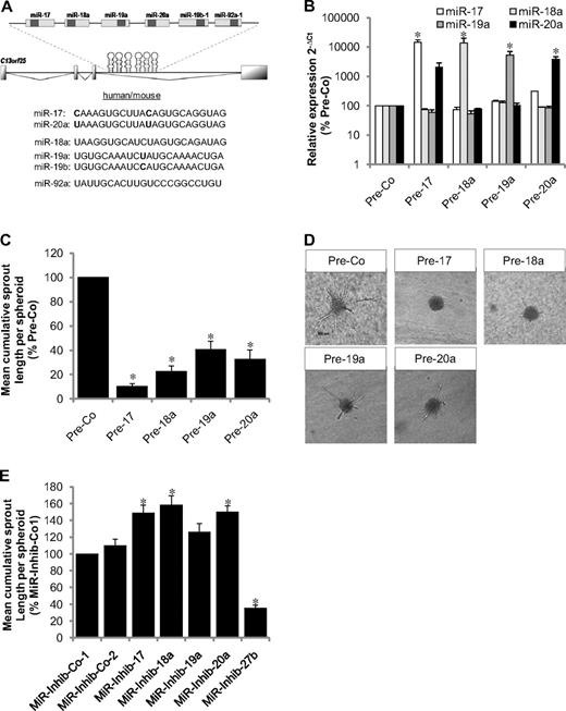Figure 1. Effect of the members of the miR-17-92 cluster on angiogenesis in human ECs. (A) Schematic illustration of the miR-17-92 cluster and sequences of the individual members. (B) HUVECs were transfected with miR precursors or a control precursor (Pre-Co) as indicated, and expression of mature miRs was detected by stem loop PCR after 24 hours. Data were normalized to RNU48; n = 3. (C-D) Inhibition of sprout formation in the spheroid assay (n = 10 spheroids/experiment; n = 5-11 experiments). *P < .05 versus Pre-Co. (D) Representative images. Scale bar represents 100 μm. (E) HUVECs were transfected with miR inhibitiors as indicated, and sprout length of spheroids was quantified (n = 10 spheroids/experiment; n = 6 experiments). *P < .05 versus MiR-Inhib-Co-2.