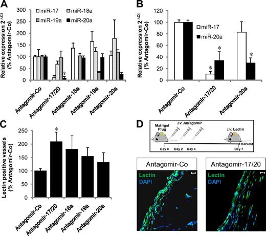 Figure 2. Inhibition of miR-17 enhances angiogenesis in mice. (A-B) Effect of systemic infusion of 3 intravenous injections of antagomirs targeting miR-17, miR-18a, miR-19a, and miR-20a (8 mg/kg body weight, n = 3-5 mice per group, 2 plugs/mouse) or a control antagomir (antagomir-Co, n = 6) on miR expression in hearts harvested 7 days after the first injection. MiR expression was detected by a real-time PCR method using a universal TaqMan probe in combination with a miR-specific forward primer (A) and a TaqMan miRNA assay with higher specificity (B). (C-D) Effect of antagomir intravenous infusion at days 0, 2, and 4 on the number of lectin-perfused vessels in Matrigel plugs in vivo after 7 days; n = 4-10 per group. *P < .05 versus Antagomir-Co. (D) Representative images. Scale bars represent 20 μm.