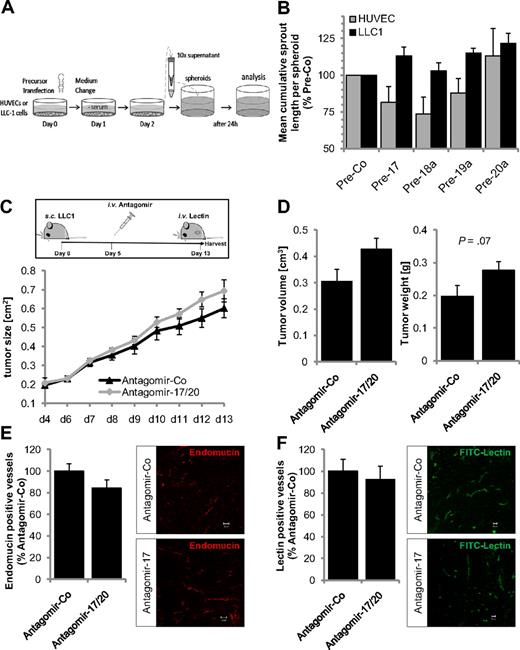 Figure 3. Effect of members of the miR-17-92 cluster on paracrine activity of tumor cells in vitro and tumor angiogenesis in vivo. (A-B) HUVECs or LLC1 tumor cells were transfected with the respective precursors. Medium was changed to Dulbecco modified Eagle medium with 0.05% bovine serum albumin after 1 day. Conditioned medium was collected at day 2, and 10 times concentrates were transferred to collagen-embedded spheroids with nontransfected HUVECs as illustrated in panel A. Quantification of spheroid sprout length was performed after incubation of the spheroids with the conditioned medium for 24 hours; n = 4. (C-D) LLC1 tumor cells were subcutaneously injected in mice. Antagomir-17/20 (8 mg/kg body weight) was intravenously injected once as indicated. Tumor size was measured daily (C), and tumor volume and weight were detected in explanted tumors (D) at day 13; n = 7 for Antagomir-Co and n = 6 for Antagomir-17. (E) Tumor angiogenesis was detected in sections stained with the endothelial marker endomucin. A secondary antibody conjugated to Alexa Fluor 555 was used. The number of vessels was counted manually; n = 7 for Antagomir-Co and n = 6 for Antagomir-17. (F) Perfused vessels were detected by intravenous infusion of fluorescein isothiocyanate-conjugated lectin and were quantified by automatic measurement of the pixel region in each section; n = 7 for Antagomir-Co and n = 6 for Antagomir-17. Scale bars represent 20 μm.