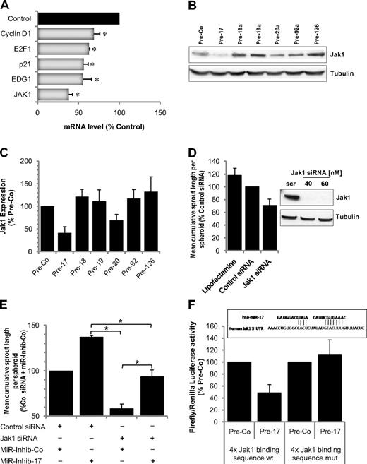 Figure 5. Identification of miR-17 targets. (A) mRNA expression of the putative targets after overexpression of Pre-17 in HUVECs for 24 hours; n = 3. *P ≤ .05. (B-C) Expression of Jak1 in HUVECs overexpressing the indicated miR precursors. (B) A representative Western blot. (C) Quantification; n = 4. (D) Effect of Jak1 silencing using 40nM siRNA on spheroid sprouting. An siRNA directed against firefly luciferase or cells treated with the transfection reagent was used as control; n = 5 or 6. Down-regulation of Jak1 protein 48 hours after siRNA transfection is shown in the representative Western blot. (E) Jak1 siRNA reduces the proangiogenic effect of miR-17 inhibition. HUVECs were transfected with Jak1 siRNA (40nM), miR-17 inhibitor (50nM), and the respective controls as indicated. Spheroids were generated and sprouting was quantified; n = 3. *P < .05. (F) Firefly luciferase activity normalized to Renilla luciferase activity measured in homogenates of HEK cells transfected with the wild-type (wt) or mutated luciferase constructs and Pre-17 or control Pre-miR (mutations were applied to underlined nucleotides). Measurements were done 48 hours after transfection; n = 4.