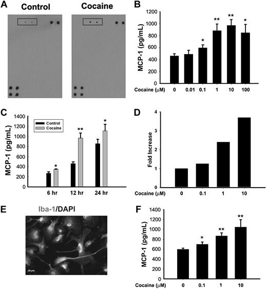 Figure 1. Cocaine induces MCP-1 mRNA and protein expression in microglia. (A) Supernatant fluids from cocaine-treated cells were assessed for release of cytokine/chemokines using the mouse cytokine antibody array. Cocaine treatment resulted in induction of MCP-1 expression (rectangles). (B) Concentration curve of cocaine-mediated induction of MCP-1 expression in BV-2 cells. Cells were incubated with various concentrations of cocaine (0.01, 0.1, 1, 10, and 100μM) for 12 hours, followed by collection of media for assay of MCP-1 expression by ELISA. (C) Time dependence of cocaine-mediated induction of MCP-1 expression in BV-2 cells. (D) Cocaine-mediated induction of MCP-1 mRNA expression by real time RT-PCR. (E) Representative picture of Iba-1 (microglia marker) staining in rat primary microglia. (F) Concentration curve of cocaine-mediated (0.1, 1, and 10μM) induction of MCP-1 expression in rat primary cultured microglia. All the data are presented as means ± SD of 4 individual experiments. *P < .05, **P < .01 versus control group.