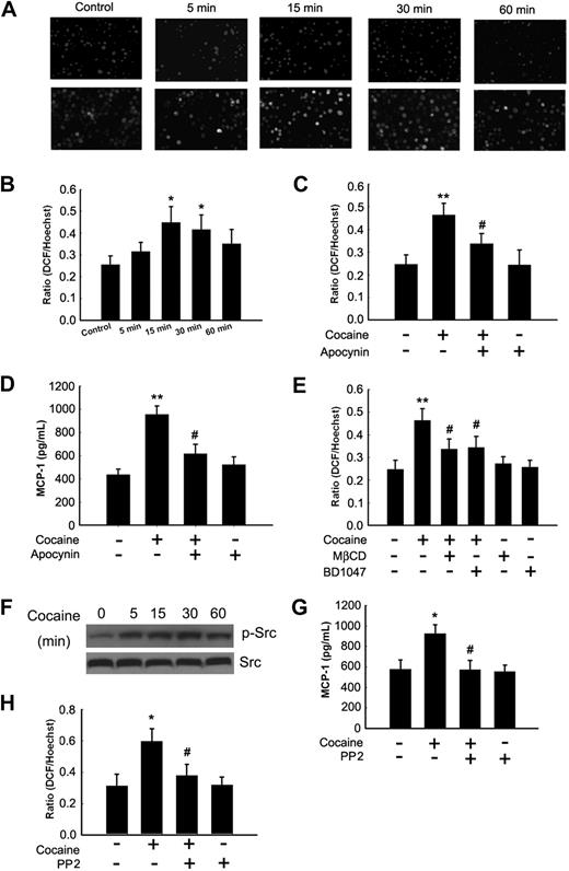 Figure 3. Cocaine-mediated induction of MCP-1 involves generation of ROS and Src kinase activation. (A) Cocaine-induced ROS generation in a time-dependent manner measured by laser-scanning microscopy. (B) BV-2 cells were treated with 10μM cocaine for the indicated time points (0-60 minutes) before incubation with carboxy-H2-DCF-DA and assessed for oxidative stress. Values are displayed as a ratio of the DCF fluorescent value to the Hoechst (nuclear stain) fluorescent value. A respiratory burst culminates after 15 minutes of stimulation. (C) BV-2 cells pretreated with apocynin (250μM) followed by stimulation with the cocaine for 30 minutes. Apocynin pretreatment resulted in abrogation of cocaine-induced respiratory burst. (D) Inhibition of NADPH oxidase by apocynin resulted in abrogation of cocaine-mediated induction of MCP-1. (E) Pretreatment of BV-2 cells with BD1047 and MβCD abrogated cocaine-induced ROS production. (F) Cocaine-induced Src phosphorylation in BV-2 cells. (G) Pretreatment with PP2 abrogated cocaine-induced ROS production. (H) Inhibition of the Src activity by Src inhibitor PP2 resulted in amelioration of cocaine-mediated induction of MCP-1. All the data are presented as means ± SD of 4 individual experiments. *P < .05; **P < .01 versus control group; #P < .05 versus cocaine-treated group.