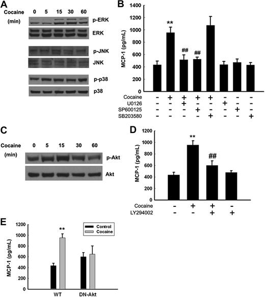 Figure 4. Cocaine-mediated induction of MCP-1 expression involves MAPKs and PI3K/Akt cell-signaling pathways. (A) Western blot analysis of time-dependent activation of ERK, JNK, and p38 by cocaine. (B) Inhibition of the ERK and JNK pathways by MEK1/2 (U0126) and JNK inhibitor (SP600125) resulted in amelioration of cocaine-mediated induction of MCP-1. (C) Time-dependent activation of Akt in cocaine-treated BV-2 cells. (D) Pretreatment with PI3K inhibitor (LY294002) resulted in inhibition of cocaine-mediated induction of MCP-1 expression. (E) Transduction with DN-Akt and not WT-Akt resulted in abrogation of cocaine-mediated induction of MCP-1. All the data are presented as means ± SD of 4 individual experiments. **P < .01 versus control group; ##P < .01 versus cocaine-treated group.
