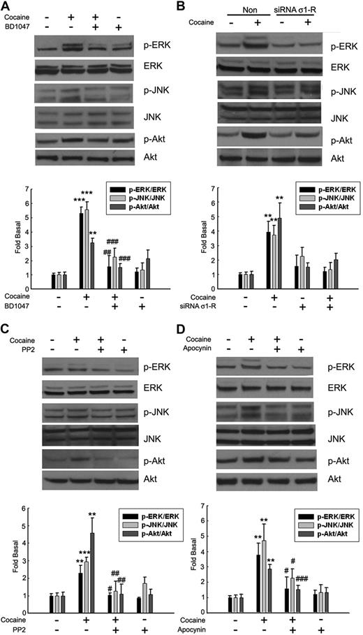 Figure 5. Involvement of σ-1R, Src kinase, and NADPH oxidase in the regulation of MAPKs and PI3K/Akt cell-signaling pathways. Pretreatment of BV-2 cells with σ-1R antagonist-BD1047 (A), σ-1R siRNA (B), Src inhibitor PP2 (C), or NADPH inhibitor apocynin (D) resulted in inhibition of cocaine-mediated phosphorylation of ERK, JNK, and Akt pathways. Representative immunoblots and the densitometric analyses of pERK/ERK, pJNK/JNK, and p-Akt/Akt from 4 separate experiments are presented. All the data are indicated as means ± SD of 4 individual experiments. **P < .01; ***P < .001 versus control group; #P < .05; ##P < .01; ###P < .001 versus cocaine-treated group.