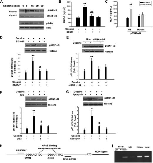 Figure 6. Cocaine-mediated induction of MCP-1 expression involves NF-κB activation. (A) Exposure of BV-2 cells to cocaine resulted in time-dependent increase in phosphorylation of the p65 subunit of NF-κB in the nuclear fraction, with a concomitant decrease in the cytosolic fraction. Reciprocally, cocaine exposure resulted in increased phosphorylation of IκBα in the cytosolic fraction of BV-2 cells. (B) Pretreatment with the IκBα inhibitor SC514 resulted in inhibition of cocaine-mediated induction of MCP-1. (C) Overexpression of the mutant but not the full-length p65/RelA NF-κB construct resulted in abrogation of cocaine-mediated induction of MCP-1. BV-2 cells exposed to cocaine in the presence or absence of σ-1R antagonist BD1047 (D), σ-1R siRNA (E), Src inhibitor PP2 (F), or NADPH inhibitor apocynin (G) were examined for cocaine-mediated translocation of NF-κB. Representative immunoblots and the densitometric analysis of p-P65 NF-κB/histone from 4 separate experiments are presented. All the data are means ± SD of 4 individual experiments. *P < .05; **P < .01 versus control group; #P < .05; ##P < .01 versus cocaine-treated group. (H) Schematic illustration of NF-κB binding consensus sequence on the MCP-1 promoter region. (I) ChIP assay demonstrating cocaine-mediated binding of p65NF-κB to the MCP-1 promoter. The image is representative of 3 independent experiments.