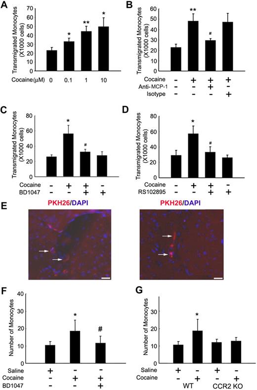 Figure 7. Cocaine-mediated induction of MCP-1 enhances monocyte transmigration both in vitro and in vivo. (A) Concentration-dependent transmigration of monocytes in the presence of CM from cocaine-treated BV-2 cells. (B) Increased monoctye transmigration in the presence of CM from cocaine-treated cells was ameliorated by the MCP-1–blocking antibody (1 μg/mL). (C) Pretreatment with BD1047 ameliorated cocaine-mediated increase in monoctye transmigration. (D) Pretreatment of monocytes with CCR2 antagonist RS102895 ameliorated cocaine-mediated increase in monoctye transmigration. All the data are presented as means ± SD of 4 individual experiments. *P < .05; **P < .01 versus control group; #P < .05 versus cocaine-treated group. (E) Detection of PKH26-labeled monocytes in the brains of mice treated with cocaine. Fluorescence micrographs show monocytes in the perivascular cuff (left panel; arrows) and the parenchymal (right panel; arrows) areas of the brain. (F) Increased monoctye transmigration observed in the cocaine-treated group was ameliorated by pretreatment of mice with BD1047. (G) Increased monocyte transmigration in the cocaine-treated WT but not CCR2 KO mice. *P < .05 versus saline group; #P < .05 versus cocaine group counted from the parenchyma. (F-G) Data are expressed as the mean number of PKH26-labeled cells in the entire area of 3 coronal brain sections ± SD (n = 6 per group).