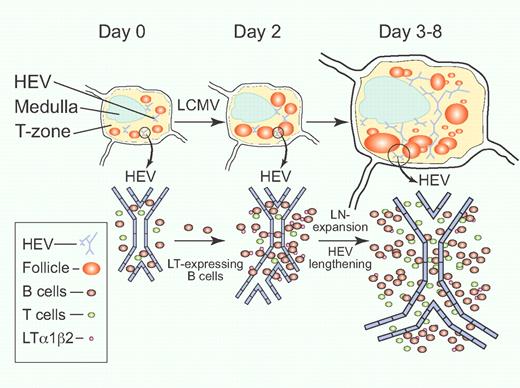 LTαβ-expressing B cells contribute to lymph node remodeling after LCMV infection. Circulating B cells are induced to express membrane-bound LTαβ upon entering the LN early during LCMV infection on day 0. A large influx of B cells occurs during the first 2 days, accompanied by increasing B-cell follicle size and HEV branch formation. Enlargement of LN size, lengthening of HEV, and new B-cell follicle formation then ensue from day 3 to day 8 after LCMV infection.1 Professional illustration by Paulette Dennis.