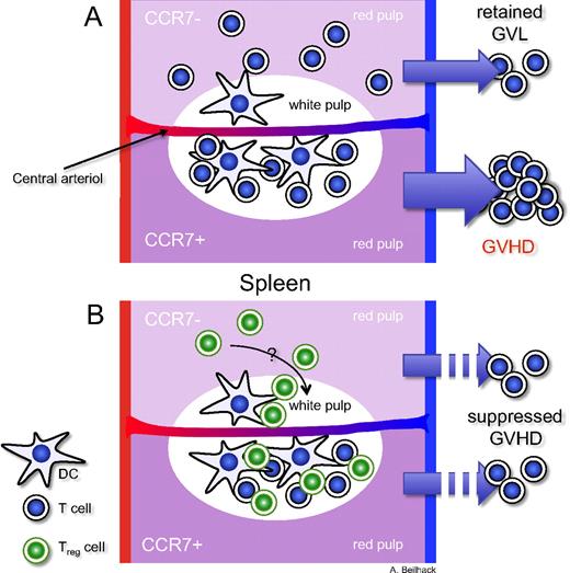 Critical role of CCR7 for the initiation of acute GVHD. The top halves of the schemes represent models of transplanted allogeneic CCR7-deficient T-cell subsets. In the bottom halves, allogeneic T cells express CCR7. (A) CCR7-deficient T cells cannot efficiently enter the T-cell zones where antigen presentation occurs. Instead, they accumulate in the red pulp. However, the antitumor effect is retained. (B) CCR7-deficient Treg cells can suppress alloreactive T cells in myeloablative conditioned allogeneic recipients as well as wild-type Treg cells.
