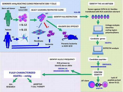 Discovery and characterization of mHAg HEATR1: Pretransplantation cells from donor and recipient are used to generate an HLA-B8–restricted hematopoiesis-specific CD8 T-cell clone (J47). This clone was used to identify the parent gene of the mHAg as HEATR1. One peptide candidate from this gene, ISKERAEAL, was recognized by J47. The allele in the donor was found to differ by one amino acid.