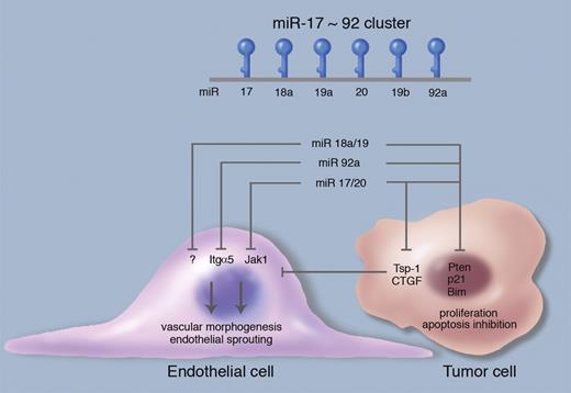 Angiogenesis regulation by the miR-17-92 cluster. The polycistronic miR-17-92 cluster encodes 6 mature miRNAs: miR17, miR18a, miR-19a, miR-20a, miR-19b, and miR-92a, all processed from a single primary transcript. miR-18a/19 directly repress the expression of the antiangiogenic, secreted molecules thrombospondin-1 (Tsp-1) and connective tissue growth factor in tumor cells, thereby promoting angiogenesis in the adjacent tumor endothelium by a paracrine, cell-nonautonomous mechanism. Conversely, miR-17/20 and miR-92a cell-autonomously target Janus kinase 1 (Jak1) and integrin α5 (Itgα5) in endothelial cells, thus negatively regulating endothelial cell sprouting and vascular morphogenesis. The miR-17-92 cluster miRNAs also repress targets in tumor cells that promote proliferation and survival (Pten, Bim, p21); these relationships are simplified for purposes of this schematic. Professional illustration by Marie Dauenheimer.