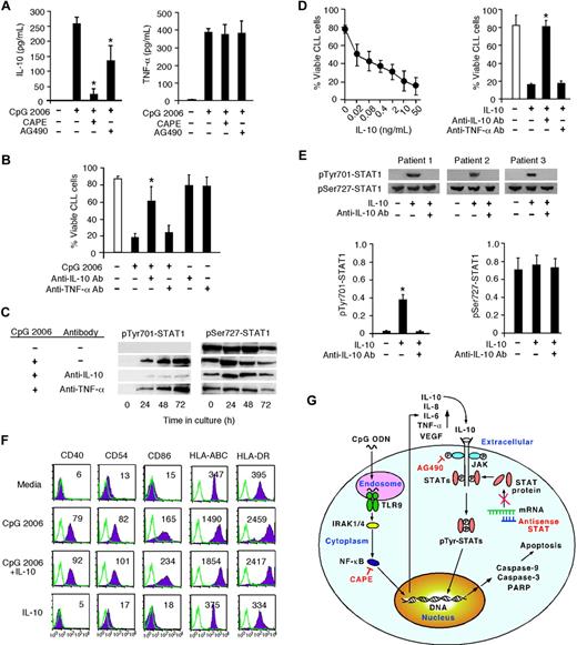 Figure 7. CpG ODN uses autocrine IL-10 to provoke STAT1 tyrosine phosphorylation and apoptosis in B-CLL cells. (A) IL-10 and TNF-α production at 72 hours by CpG 2006-stimulated B-CLL cells with or without CAPE or AG490 pretreatment. Data are the mean ± SD from 5 independent experiments. *P < .01, IL-10 production by CpG 2006-stimulated B-CLL cells with versus without CAPE or AG 490 pretreatments. (B) Viable B-CLL cell number in day 5 cultures with or without CpG 2006 and in the presence or absence of anti–IL-10 or anti–TNF-α Abs. Data are the mean ± SD from 5 independent experiments. *P < .01, the viable B-CLL cell number of anti–IL-10 Ab group versus the CpG 2006 only group. (C) Western blot time course of tyrosine-phosphorylated or serine-phosphorylated STAT1 expression in CpG 2006-stimulated B-CLL cells in the presence or absence of anti–IL-10 or anti–TNF-α Abs. The data shown are representative results from 1 of 2 experiments. (D) Dose effect of IL-10 on B-CLL cell apoptosis in culture at day 5. Data are the mean ± SD from 7 independent experiments with B-CLL cells from 7 individual CLL patients (left panel). The number (%) of viable B-CLL cells in IL-10 (5 ng/mL) cultures with or without anti–IL-10 or anti–TNF-α Abs was determined at day 5. Data are the mean ± SD from 5 independent experiments with B-CLL cells from different CLL patients (right panel). *P < .01, B-CLL cell numbers in IL-10 cultures with versus anti–IL-10 or anti–TNF-α Abs. (E) Western blot of tyrosine-phosphorylated or serine-phosphorylated STAT1 expression in B-CLL cells cultured with or without IL-10 in the presence or absence of anti–IL-10 Abs was determined at 24 hours of culture. The data shown are representative results from 3 of 5 independent experiments. Data from the 5 CLL patients are densitometrically assessed and presented as the mean ± SD in the adjacent bar diagrams. *P < .01, STAT1 expression in B-CLL cells in IL-10 cultures with versus without anti–IL-10 Abs to the media only group. (F) Expression of the indicated surface markers on B-CLL cells cultured with or without CpG 2006 and/or IL-10 was analyzed at day 3, indicated with MFI number, and overlaid with isotype control. Data are representative results from 1 of 3 independent experiments with B-CLL cells derived from different CLL patients. (G) Schematic representation of TLR9-CpG ODN ligation induced apoptotic pathway in B-CLL cells. CpG ODN is recognized by TLR9 and ligated with it in the endosome engaging an intracellular pathway and leading to NF-κB activation and translocation. Binding of activated NF-κB fragments to DNA induces the production of cytokines (eg, IL-10, TNF-α). Extracellular binding of IL-10 with its receptor activates JAK/STAT pathway-dependent tyrosine phosphorylation of STAT proteins, leading to the activation and cleavage of caspase-9, caspase-3, and PARP, and consequent apoptosis of B-CLL cells. CAPE specifically inhibits NF-κB activation. AG490 blocks JAK phosphorylation, thus blocking the JAK/STAT signaling pathway. STAT1 antisense ODN blocks STAT monomer production from mRNA.