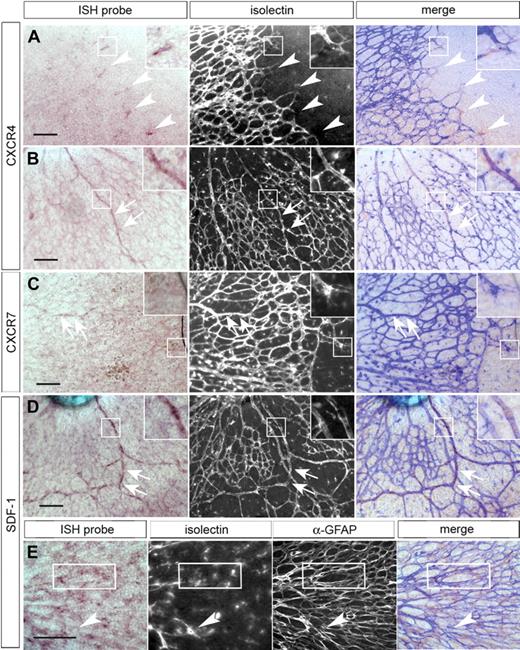 Figure 2. Components of the SDF-1 signaling system are expressed in the retinal vasculature. ISH was performed on whole-mount postnatal day 1 or 2 retinas, and fluorescently labeled isolectin was used to counterstain the entire vasculature. ISH of whole-mount neonatal retina shows CXCR4 mRNA enriched in tip cells (A, arrowheads) and in the developing arteries (B, arrows). CXCR7 is expressed at low levels in the developing arteries (C, arrows) and absent from tip cells (C, inset box). SDF-1 mRNA is detected in the larger vessels of the developing retina (D, arrows) and in the retinal astrocyte layer (merged image shows ISH and anti-GFAP stain; E). Boxed area shows representative area of overlap with anti-GFAP staining of the astrocytes. Black scale bars represent 100 μm. Images were acquired as described in “ISH of whole-mount retina” using a 20× (A-D) or a 40× (E) objective. For ISH and merged images, RGB levels were adjusted using Photoshop; for merged images, fluorescent images were inverted and hue, levels, and transparency were adjusted to make both light and fluorescent images discernible.