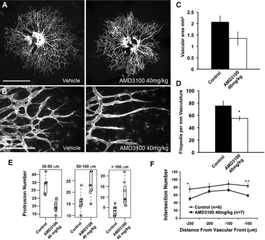 Figure 4. Inhibition of CXCR4 results in morphologic defects in the developing retinal vasculature. Treatment with AMD3100 results in spiky appearance to the distal vasculature and a reduction in the lateral intercellular connections normally seen between tip cells. Newborn mice were treated with 40 mg/kg AMD3100 or PBS control (A-B) twice daily for 2 days. Retinas were harvested 48 hours after first injections and stained with fluorescently labeled isolectin and imaged using 5× (A; scale bar represents 500 μm) or 40× (B; scale bar represents 100 μm) objectives. For each of the measurements in panels C to F, a litter was divided into treatment groups, and 1 eye from each neonate was quantified. Typical results for 1 litter are shown. Average vascularized retinal area is moderately but not significantly reduced after AMD3100 treatment. One-way analysis of variance indicates P = .18 for this dataset (C). Filopodia numbers are significantly reduced in AMD3100-treated retinas; 40× images of the vascular periphery were acquired in z-stacks encompassing the full vascular layer. A maximum projection image of each stack was generated, and filopodia were counted manually using ImageJ software and normalized to the length of the distal vascular front (D). Numbers of unbranched vascular protrusions between 50 and 100 mm and greater than 100 mm in length are increased in AMD3100-treated retinas. Total counts of protrusions were identified for each retina in each of 3 length bins (30-50 μm, 50-100 μm, and > 100 μm). The Student t test was used to test whether the means of the distributions for the vehicle or AMD-treated counts were different for a particular length bin. The resulting P values were corrected for multiple testing using the Bonferroni method (E). Sholl analysis indicates significantly reduced vascular densities at 100 and 250 μm from the vascular front; these regions correlate with areas of CXCR4 expression in the retinal vasculature (F). Error bars represent SEM. Statistical analysis was performed using the unpaired Student t test assuming equal variance for pairwise comparison of treatment groups unless otherwise indicated: *P < .05, **P < .005.