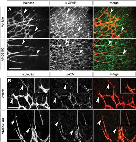 Figure 5. Analysis of retinal astrocyte and vascular intercellular adhesion morphology in AMD3100-treated retinas. Whole-mount retinas were dissected from neonates treated with AMD3100 (40 mg/kg twice daily as in Figure 4) or vehicle control. Retinas were stained with anti-GFAP antibody (A) and fluorescently labeled isolectin and imaged as described in “Immunohistochemistry on retinal whole-mount preparations” using fluorescent Zeiss Axioplan 2 microscope with 40× objective (A) or Leica DMI6000CS confocal microscope with 40× objective (B). Although the vascular morphology is clearly aberrant, the underlying astrocytes have a normal morphology and vessels still appear to track over them. Arrowheads indicate tip cells (all panels). (B) Anti–ZO-1 immunostaining shows cytoplasmic localization in tip cells and recruitment to sites of intercellular contact in stalk cells. Scale bars represent 100 μm.