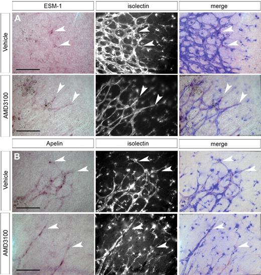 Figure 6. Tip cell identity is unaffected after inhibition of CXCR4 signaling. ISH of P1 to P1.5 whole-mount retina indicates that expression of ESM-1 and apelin are limited to tip cells in the developing retinal vasculature. ESM-1 mRNA is still detectable in tip cells after AMD3100 treatment (A). Similarly, apelin is expressed in tip cells at the vascular front in both control and AMD3100-treated retinas (B). Arrowheads indicate tip cells; scale bar represents 100 μm; imaging was performed as described in “ISH of whole-mount retina.”