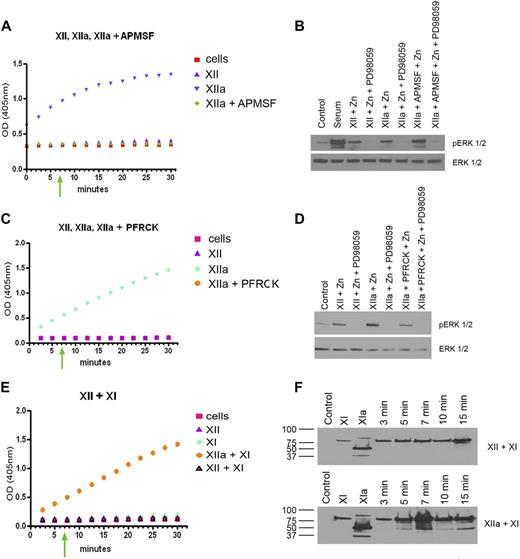 Figure 2. The role of FXII vs FXIIa in ERK1/2 phosphorylation. (A) The hydrolytic activity of 60nM FXII, FXIIa, or APMSF-treated FXIIa (FXIIa + APMSF) on 0.8mM H-D-Pro-Phe-Arg-pNA HCl is shown. (B) Serum-starved HUVECs alone (Control), serum-treated HUVECs (Serum), 60nM FXII or FXIIa in the presence of 50μM Zn2+ in the absence or presence of 50μM PD98059, or 60nM APMSF-treated FXIIa in the presence of 50μM Zn2+ in the absence or presence of 50μM PD98059 is shown on ERK1/2 phosphorylation. (C) The hydrolytic activity of 60nM FXII, FXIIa, or PFRCK-treated FXIIa (FXIIa + PFRCK) on 0.8mM H-D-Pro-Phe-Arg-pNA HCl is shown. (D) Serum-starved HUVECs alone (Control), serum-treated HUVECs (Serum), 60nM FXII or FXIIa in the presence of Zn2+ in the absence or presence of PD98059, or 60nM PFRCK-treated FXIIa in the presence of Zn2+ in the absence or presence of PD98059 is shown on ERK1/2 phosphorylation. (E) The hydrolytic activity of 60nM FXII, 30nM FXI, 60nM FXIIa + 30nM FXI, or 60nM FXII + 30nM FXI on 0.8mM pyroGly-Pro-Arg-pNA.HCl is shown. (F top) Lane 1 indicates Control; lane 2, 30nM FXI incubated over HUVECs for 7 minutes; lane 3, 30nM FXIa incubated over HUVECs for 7 minutes; lanes 4-8, 60nM FXII + 30nM FXI incubated over HUVEC monolayers for 3-15 minutes. (F bottom) Lane 1 indicates Control; lane 2, 30nM FXI incubated over HUVECs for 7 minutes; lane 3, 30nM FXIa incubated over HUVECs for 7 minutes; lanes 4-8, 60nM FXIIa + 30nM FXI incubated over HUVEC monolayers for 3-15 minutes. Both figures are immunoblots of reduced sodium dodecyl sulfate–polyacrylamide gel electrophoresis using antibody to FXI. In all panels on the left, the green arrow indicates the time of incubation of FXII or FXI in their various forms with HUVECs for the immunoblot in the adjacent panels on the right.
