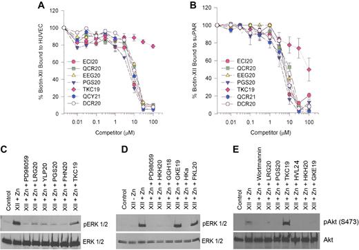 Figure 3. Mapping FXII binding and signalling on uPAR. (A-B) Biotin-FXII binding to HUVECs or SuPAR. Biotin-FXII (20nM) in the presence of 50μM Zn2+ was incubated with cultured HUVEC monolayers (A) in microtiter plates in HEPES (N-2-hydroxyethylpiperazine-n′-2-ethanesulfonic acid) buffer as previously reported7 in the absence or presence of increasing concentrations of overlapping uPAR domain 2 peptides ECI20, QCR20, EEG20, PGS20, or TKC19 (see Table 1) or uPAR domain 3 peptides OCY21 or DCR20.8 Similar experiments were performed with microtiter plates coated with 1 μg/mL SuPAR in 0.1M Na2CO3, pH 9.6 buffer (B). (A-B) Means ± SDs of 3 or more competition inhibition binding experiments. (C-E) Mapping the regions on uPAR or high molecular weight kininogen that compete with FXII binding to HUVECs to prevent FXII stimulation of ERK1/2 or Akt phosphorylation. (C-D) The regions on uPAR or HK that influence FXII-induced ERK1/2 phosphorylation are examined. (E) The regions on both uPAR and HK that influence FXII-induced Akt phosphorylation are examined. In all panels “Control” represents serum-starved cells alone. (C-D) FXII (62nM) and 50μM Zn2+ were incubated with serum-starved HUVECs in the absence or presence of 50μM PD98059 or 300μM peptide LRG20, YLP20, PGS20, FHN20, or TKC19 from uPAR (C) or 300μM peptide HKH20, GGH18, GKE19, or FKL20 or HKa (D). (E) FXII (62nM) and 50μM Zn2+ were incubated with serum-starved HUVECs in the absence or presence of 30nM Wortmannin or 300μM peptide LRG20, PGS20, TKC19, HVL24, HKH20, or GKE19 (Table 1). This figure is 1 experiment under these conditions and with these peptides.