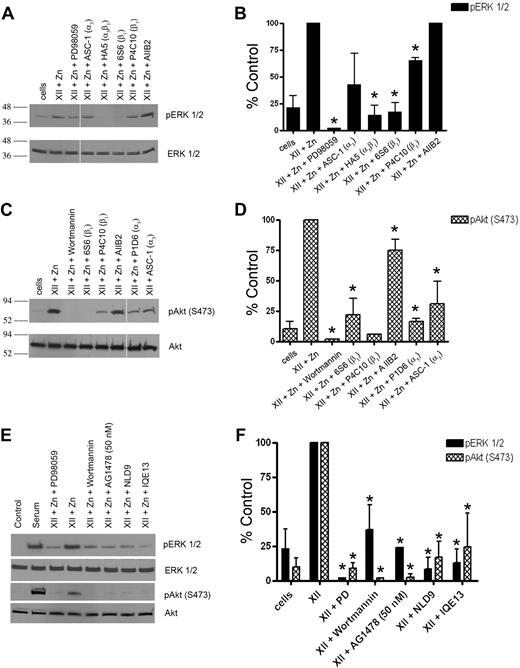 Figure 4. Influence of integrins and EGFR on FXII signalling. (A-D) Influence of integrin antibodies on FXII-induced ERK1/2 or Akt phosphorylation. (A) An antibody to phospho or total ERK1/2 was used; (C) an antibody to phospho (S473) and total Akt was used. In all panels the lane labeled “cells” is serum-starved HUVECs. (A) In lanes 2 and 3, HUVECs were incubated with 62nM FXII plus 50μM Zn2+ alone or in the presence of 100μM PD98059. In lanes 4-8, cells were incubated with 62nM FXII plus 50μM Zn2+ in the presence of 188nM ASC-1, HA5, 6S6, or P4C10 or 63nM AIIB2, respectively. The integrin the antibody is directed toward is indicated on the figure in parentheses; Mab AIIB2 is directed to β1 integrin. (A) The space in the immunoblot indicates nonconsecutive lanes of the same gel. (B) A graphic representation of 3 or more experiments (means ± SD) shown in panel A. (C) Scan of nonconsecutive lanes on the same immunoblot. In lanes 2 and 3, HUVECs were incubated with 62nM FXII plus 50μM Zn2+ alone or in the presence of 30nM Wortmannin. In lanes 4-8, cells were incubated with 62nM FXII plus 50μM Zn2+ in the presence of 188nM Mabs 6S6, P4C10, P1D6, ASC-1, or 63nM AIIB2, respectively. (D) Graphic representation of 3 or more experiments (means ± SDs) in panel C. (B,D) An asterisk over a bar graph indicates P ≤ .05. (E-F) Influence of peptides to the uPAR-integrin interaction sites or an EGFR inhibitor on FXII-induced phosphorylation of ERK1/2 or Akt. (E) Serum-starved HUVECs were treated with 62nM FXII and 50μM Zn2+ alone or in the absence or presence of 50μM PD98059, Wortmannin, 50nM AG1478, 300μM peptide NLD9 or peptide IQE13, respectively, and examined for ERK1/2 or Akt phosphorylation. (E) Representative experiment; (F) bar graphs of the means ± SDs of 3 or more experiments of panel E. (F) An asterisk over a bar graph indicates P ≤ .05 compared with FXII-treated HUVECs alone.