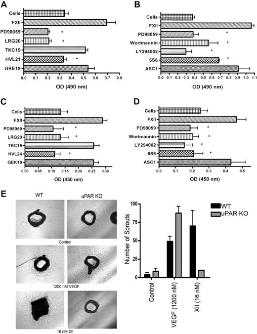 Figure 5. FXII-induced cell proliferation and aortic sprouting. (A-B) FXII-induced cell proliferation. HUVECs were prepared for cell proliferation assays as described in supplemental Methods. (A) The lane labeled “Cells” represents the proliferation of untreated HUVECs alone. HUVECs are stimulated with 240nM FXII plus 50μM Zn2+ in the absence or presence of 100μM PD98059 or 300μM peptide LRG20, TKC19, HVL21, or GKE19, respectively. The figure is the means ± SDs of 4 independent experiments. The asterisk indicates P ≤ .011. (B) HUVECs are stimulated with 240nM FXII plus 50μM Zn2+ in the absence or presence of 100μM PD98059, 30nM Wortmannin, 50μM LY294002, 188nM 6S6 or ASC-1, respectively. The figure is the means ± SDs of 4 independent experiments. The asterisk indicates P ≤ .012. (C-D) FXII-induced cell 5-bromo-2′-deoxy-uridine incorporation. HUVECs were prepared for cell growth assays as determined by BrdU incorporation described in supplemental Methods. (C) The lane labeled “Cells” represents the “growth” of serum-starved HUVECs alone. HUVEC growth is stimulated with 240nM FXII plus 50μM Zn2+ in the absence or presence of 100μM PD98059 or 300μM peptides LRG20, TKC19, HVL24, or GKE19, respectively (Table 1). The figure is the means ± SDs of 4 independent experiments. The asterisk indicates a P < .05. (D) HUVEC growth is stimulated with 240nM FXII plus 50μM Zn2+ in the absence or presence of 100μM PD98059, 30nM Wortmannin, 50μM LY294002, 188nM 6S6 or ASC-1, respectively. The figure is the means ± SDs of 4 independent experiments. The asterisk indicates P ≤ .032. (E) The ability of agonists to stimulate sprouting in aorta from a wild-type (WT) or uPAR KO mouse. Sprouting was stimulated with 1200nM VEGF or 16nM FXII. The bar graph is the means ± SDs number of sprouts from the aorta of WT or uPAR KO mice after each stimulus. The figures are representative of 3 experiments at each of the conditions, except that FXII treatment of uPAR KO aorta is the mean of 2 identical experiments.