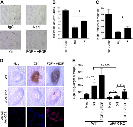 Figure 6. FXII stimulates angiogenesis in matrigel plugs. Matrigel plugs were prepared with FGF + VEGF, FXII, or nothing and implanted in C57BL6 mice as indicated in “Methods.” All plugs did contain heparin. (A) Representative histology with an antibody to VWF detected with immunoperoxidase. The panel labeled IgG (immunoglobulin G) is an isotype-specific control antibody to the antibody to VWF detected with immunoperoxidase. “Neg” represents matrigel plugs with no growth factor stimulation; “FXII” represents matrigel plugs treated with FXII, and “FGF + VEGF” represents vessel formation stimulated by these combined growth factors. (B) The bar graph represents the means ± SDs of 10 high-power field of new vessel formation stimulated by FGF + VEGF, unstimulated (Neg), or FXII. (C) Represents the means ± SDs (n = 10 plugs) hemoglobin content/g of matrigel under each of the conditions: FGF + VEGF–treated plugs, untreated plugs (Neg), or FXII-treated plugs. (B-C) The asterisk indicates that there is a significant (P < .05) increase in the cells/field of view or hemoglobin content, respectively, compared with control in the FXII-treated samples. (D) Photographs of excised representative matrigel plugs placed in wild-type (WT) or uPAR KO mice that were not stimulated (Neg), treated with FXII (FXII), or treated with FGF + VEGF. The bottom row is anti-CD31 staining of representative sections from an untreated (Neg), FXII-treated (FXII), or FGF + VEGF-treated matrigel plugs that were placed into uPAR KO mice. (E) Represents the means ± SDs (n ≥ 3 plugs) hemoglobin content/g of matrigel under each of the conditions: Neg, no treatment; FXII, FXII treatment; FGF + VEGF, FGF + VEGF treatment in wild-type (WT) or uPAR KO (KO) mice. The significance between conditions is shown on the figure.